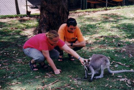 Kangeroo's slapen gelukkig wat minder per dag - Lone Pine Koala Santuary in Brisbane
                    (Queensland).