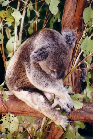 Koala's slapen iets van 20 uur per dag - Lone Pine Koala Santuary in Brisbane (Queensland).