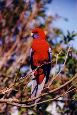 Rode vogel - Lamington NP (Queensland). (Je merkt het: we zijn ECHTE vogelkenners!)