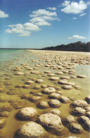 De beroemde Lake Clifton Trombolites, een soort van levende stenen die miljarden jaren oud zijn -
                    WA. (Australië - 2003)