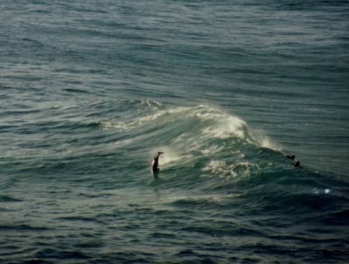 Dolfijnen bij Cable Beach, WA