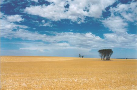 The Wheatbelt - WA. (Australië - 2003)