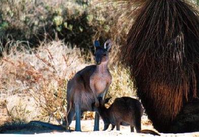Kangeroo en joey langs de kant van de dirt road - Kalbarri NP, WA.