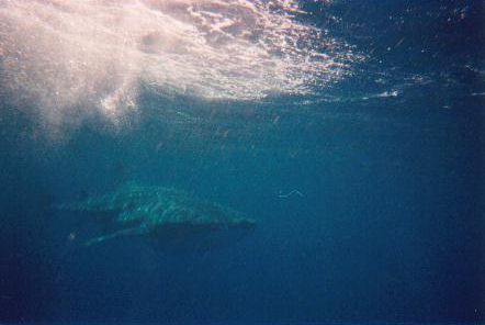 Onze whale shark.
