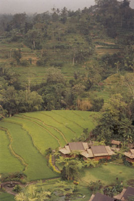 Rijstvelden in het noorden van Bali. (Indonesië - 2003)