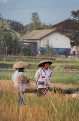 De rijst-oogst in Ubud. (Indonesië - 2003)