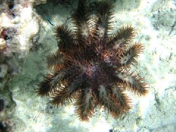 Crown Of Thorn Sea Star (bron: Webshots)