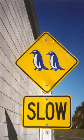Opletten voor Blue Penguins in Oamaru. (Nieuw Zeeland - 2002)