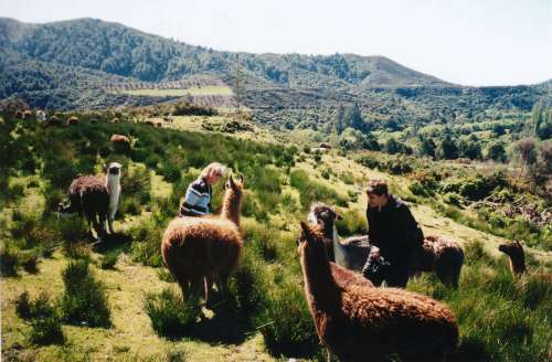 Tussen de nieuwsgierige en vriendelijke lamas van Colin. Bencarri Farm. (Nieuw Zeeland - 2002)