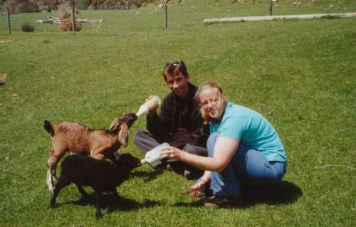 Feedings The Rascals on Bencarri Farm. (Nieuw Zeeland - 2002)