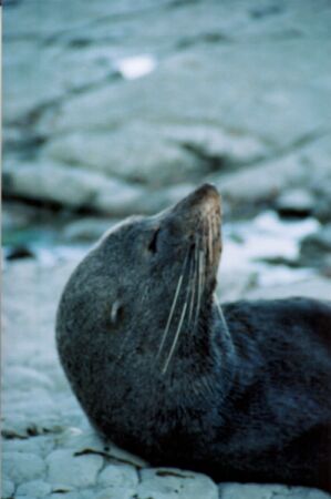 Kaikoura Seal Colony. (Nieuw Zeeland - 2002)