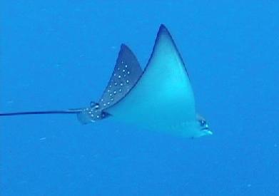 Eagle Ray 'in the wild' (bron: Webshots).